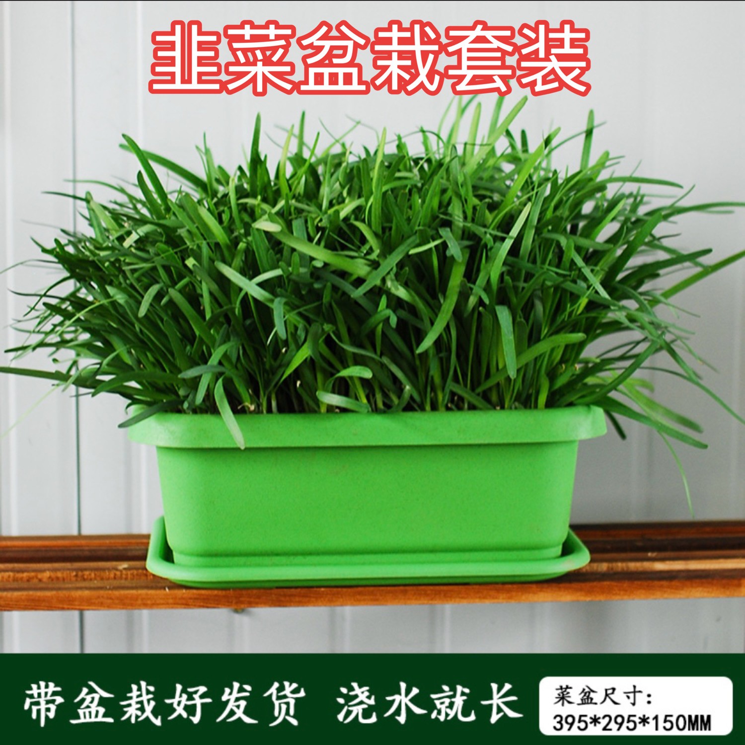 水培韭菜盆景 盆栽韭菜套装根苗紫根宽叶根系发达粗壮浇水
