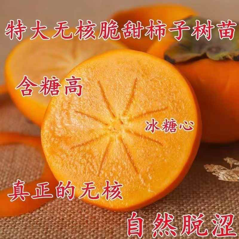 无核冰糖柿子树苗当年结果无籽脆皮甜脆柿子苗南北方种植地栽盆栽