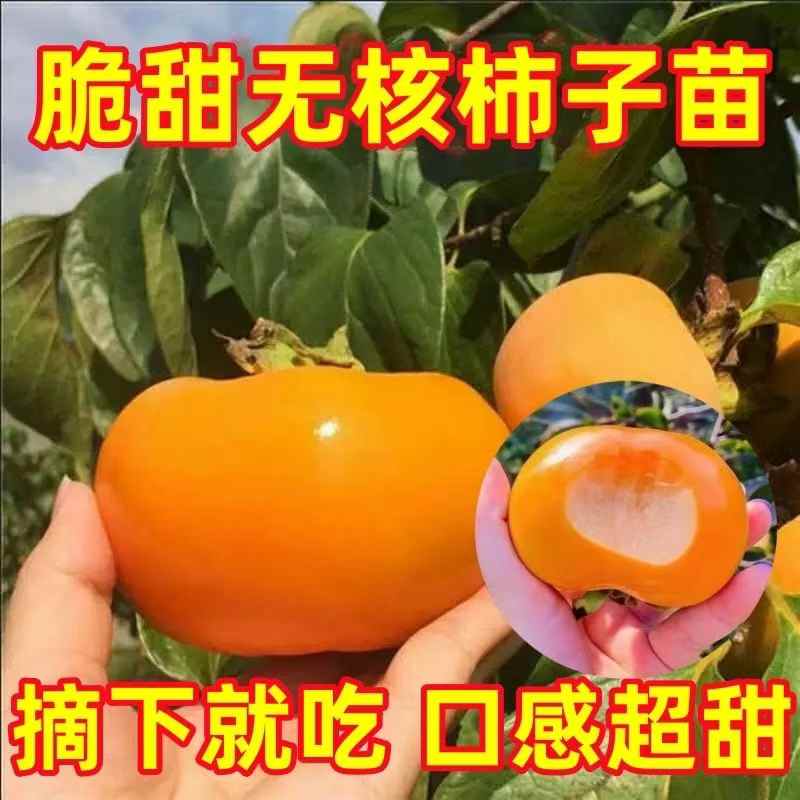 特大无核脆甜柿子柿子苗嫁接苗果树苗南北方种植地栽树苗当年结果
