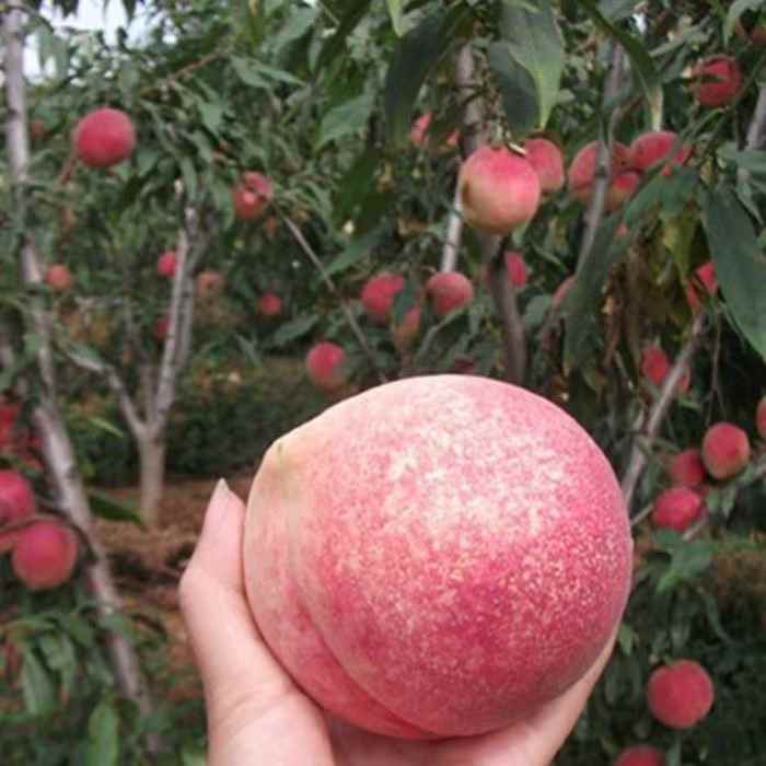 巨型冬桃树果苗嫁接晚熟脆甜桃树苗南方北方种植地栽盆栽大桃子树