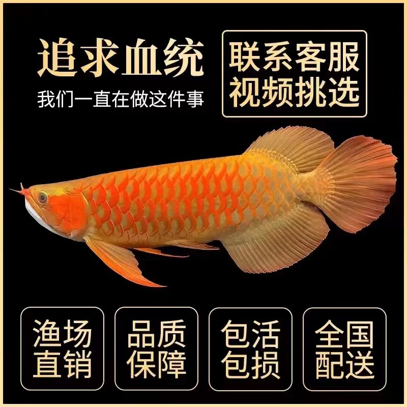 金龙鱼活鱼幼苗金龙鱼观赏鱼印尼辣椒绿皮白玉练手虎鱼