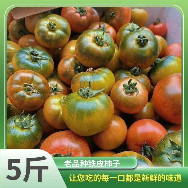 碱地铁皮成熟柿子盘锦碱地自然熟西红柿营口绿腚鹰爪丹东应季番茄