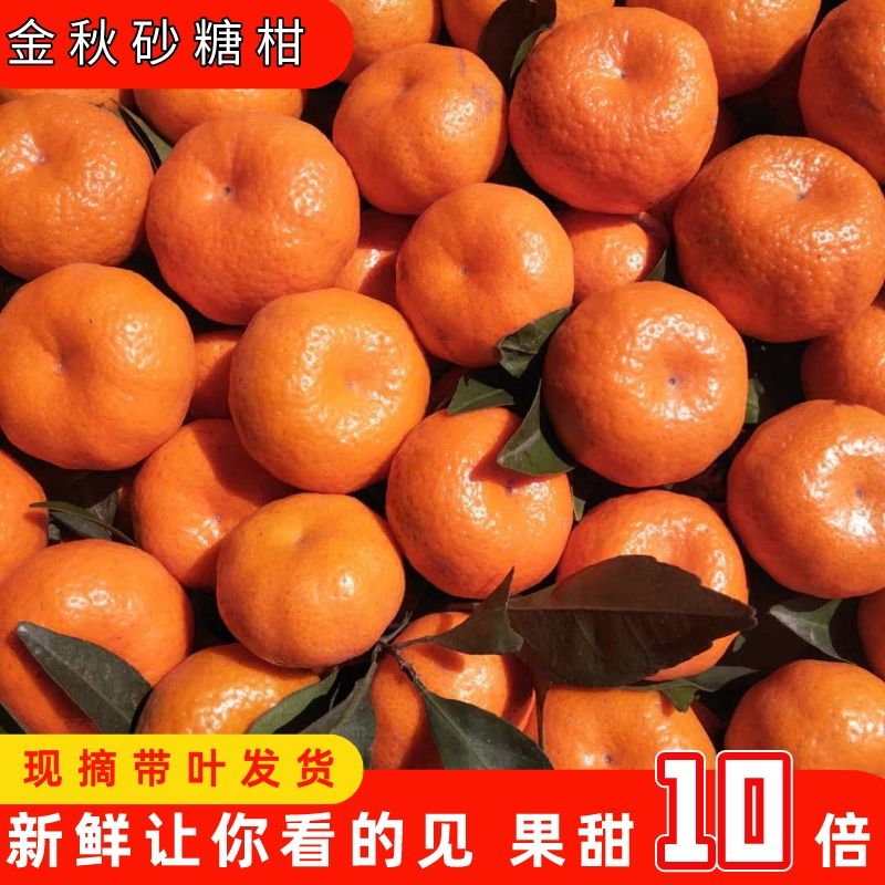 南丰蜜桔小贡桔子如沙糖橘子薄皮当季新鲜水果孕妇砂糖蜜橘批发