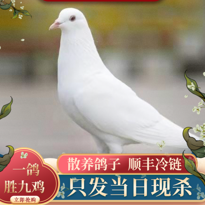 顺丰【农家散养】现杀鸽子肉3只每只7两左右乳鸽血鸽土鸽子孕妇滋