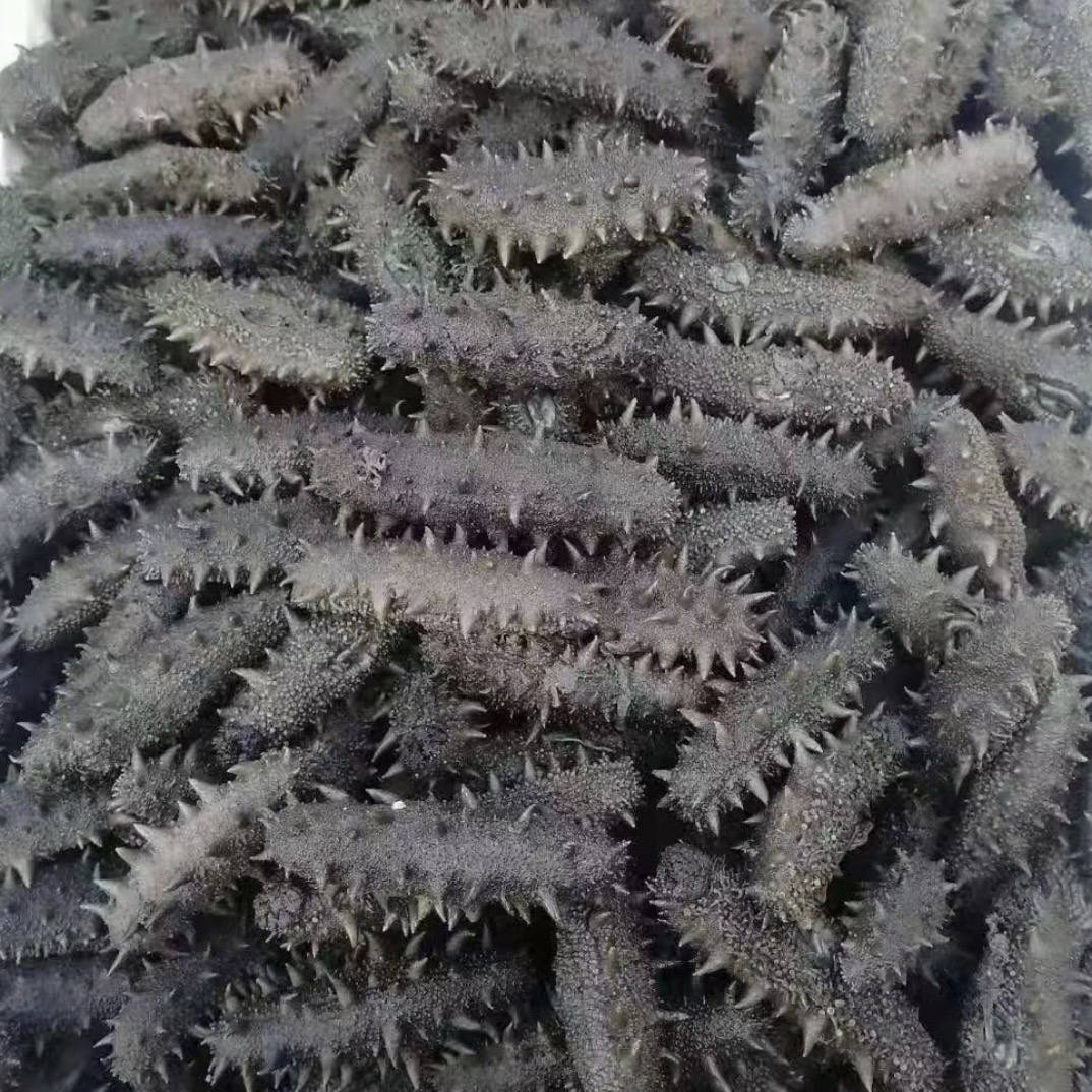 半干拉缸盐海参批发非即食海参