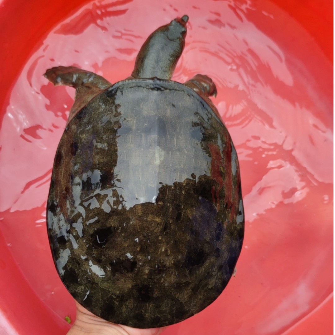 黑花黄花甲鱼（签收请当着快递员面开箱验货，拍完整的开箱视频）