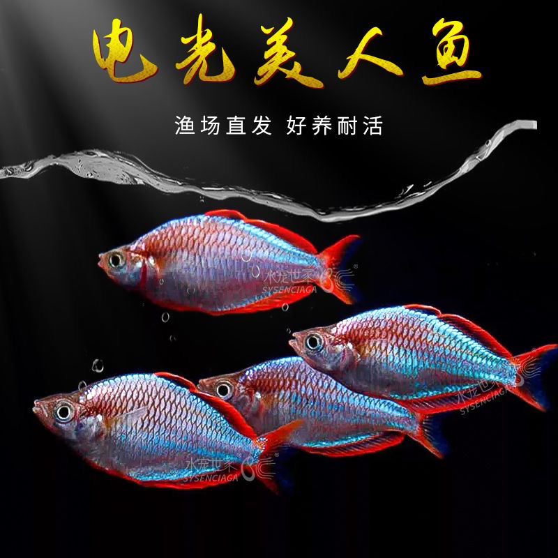 全公电光美人热带观赏鱼小彩刚果美人混养小型鱼淡水群游精品耐活