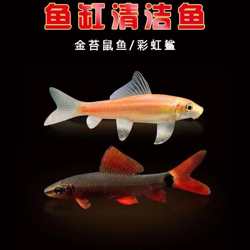 清苔鼠金苔鼠彩虹观赏鱼鲨鱼热带观赏清洁鱼活体工具鱼钻石冷水鱼