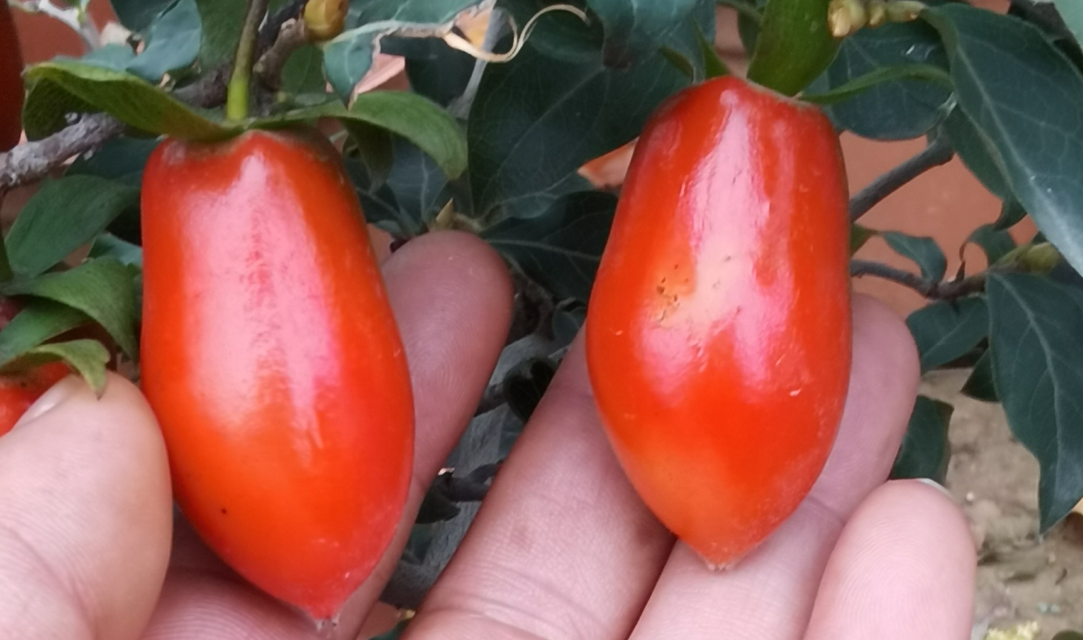 原生老鸦柿盆景花卉