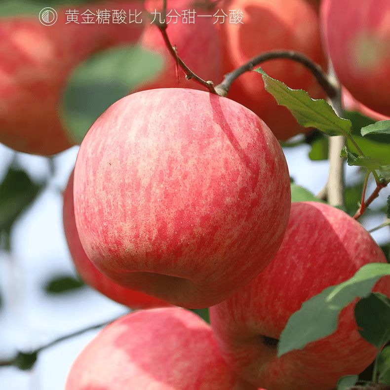 苹果35斤 嘎嘎好吃