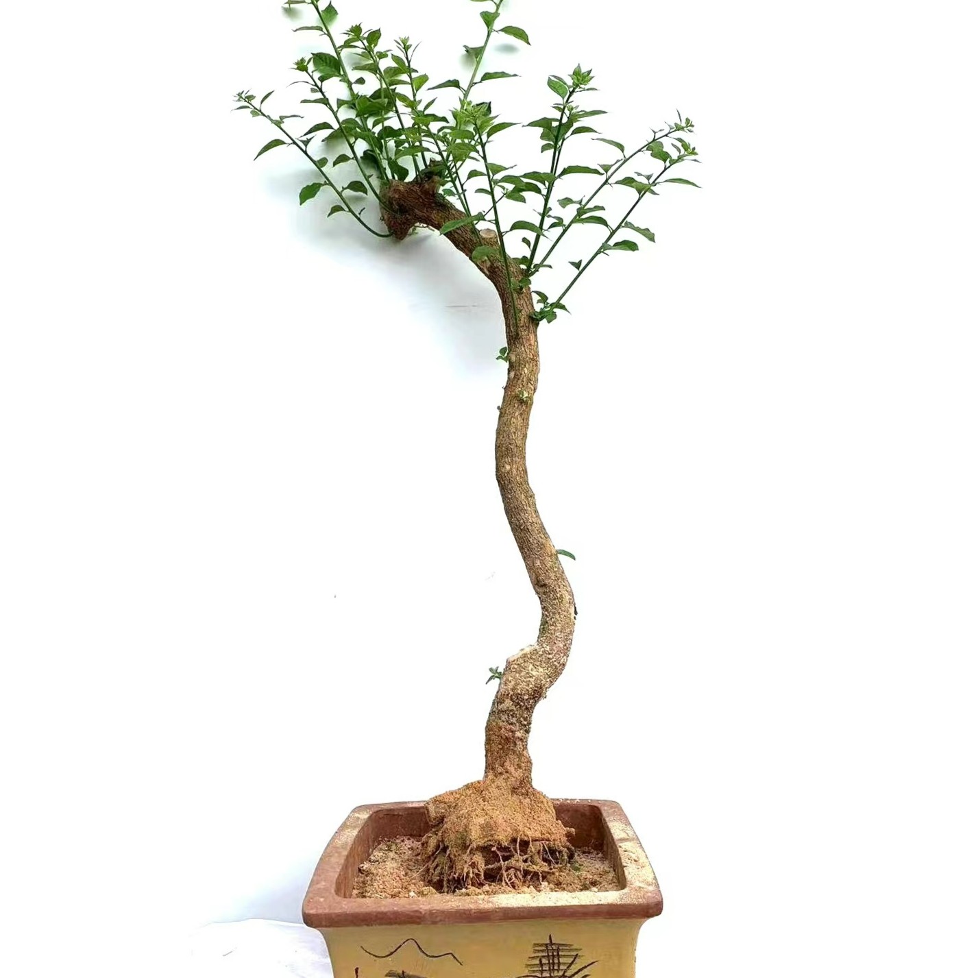 三角梅云南紫老桩盆栽爬藤植物四季开花耐寒基地直发【3-5公分】