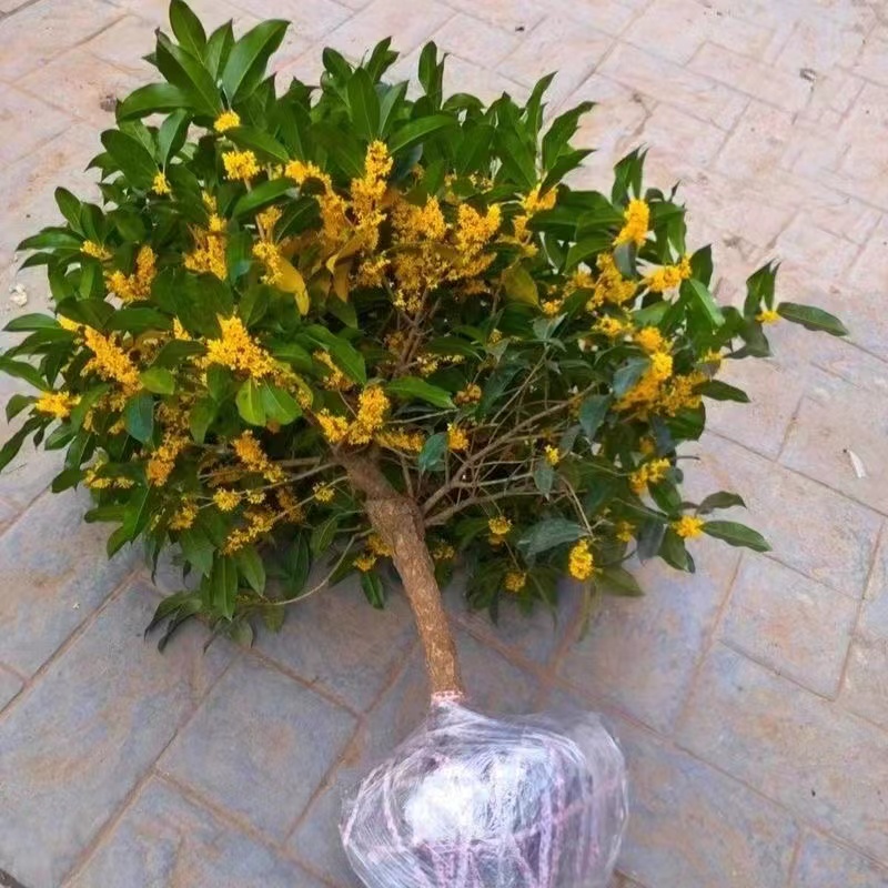 四季桂花十年大苗盆栽地栽南方北方大花浓香好养活包对版开花