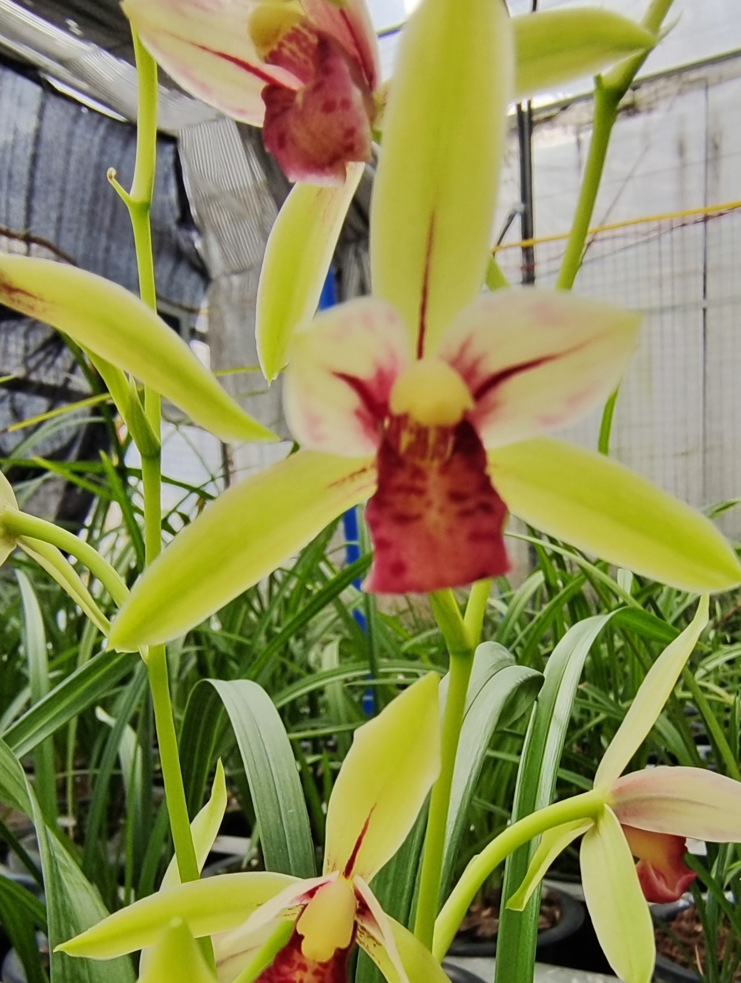 佛光红素，花香气很浓色很好，品种保证请放心夏季兰花