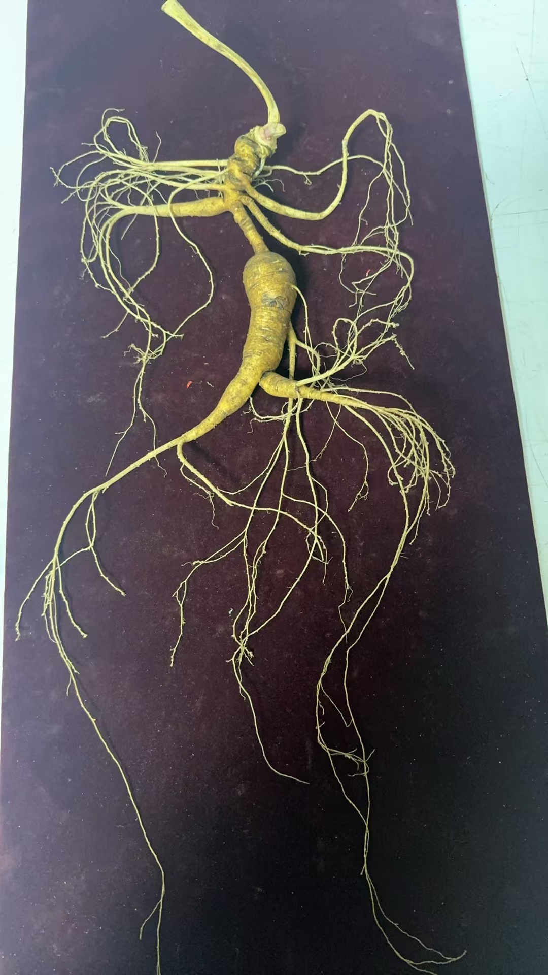 长白山林下参鲜人参