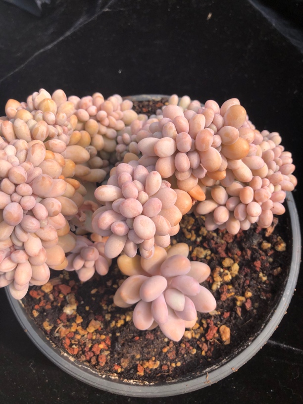 多肉植物一物一拍