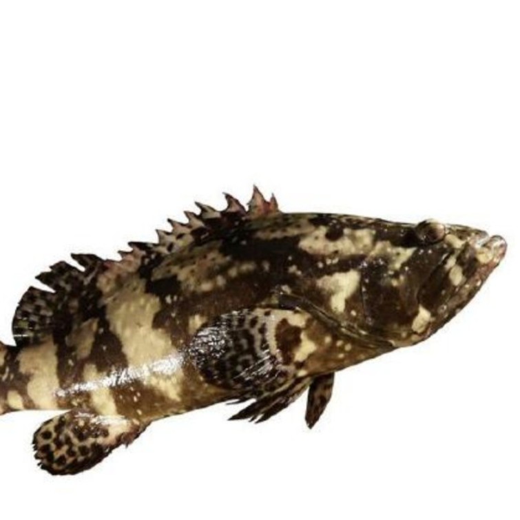 【龙胆鱼】海产品龙胆鱼（福州）发货福建省内可拍