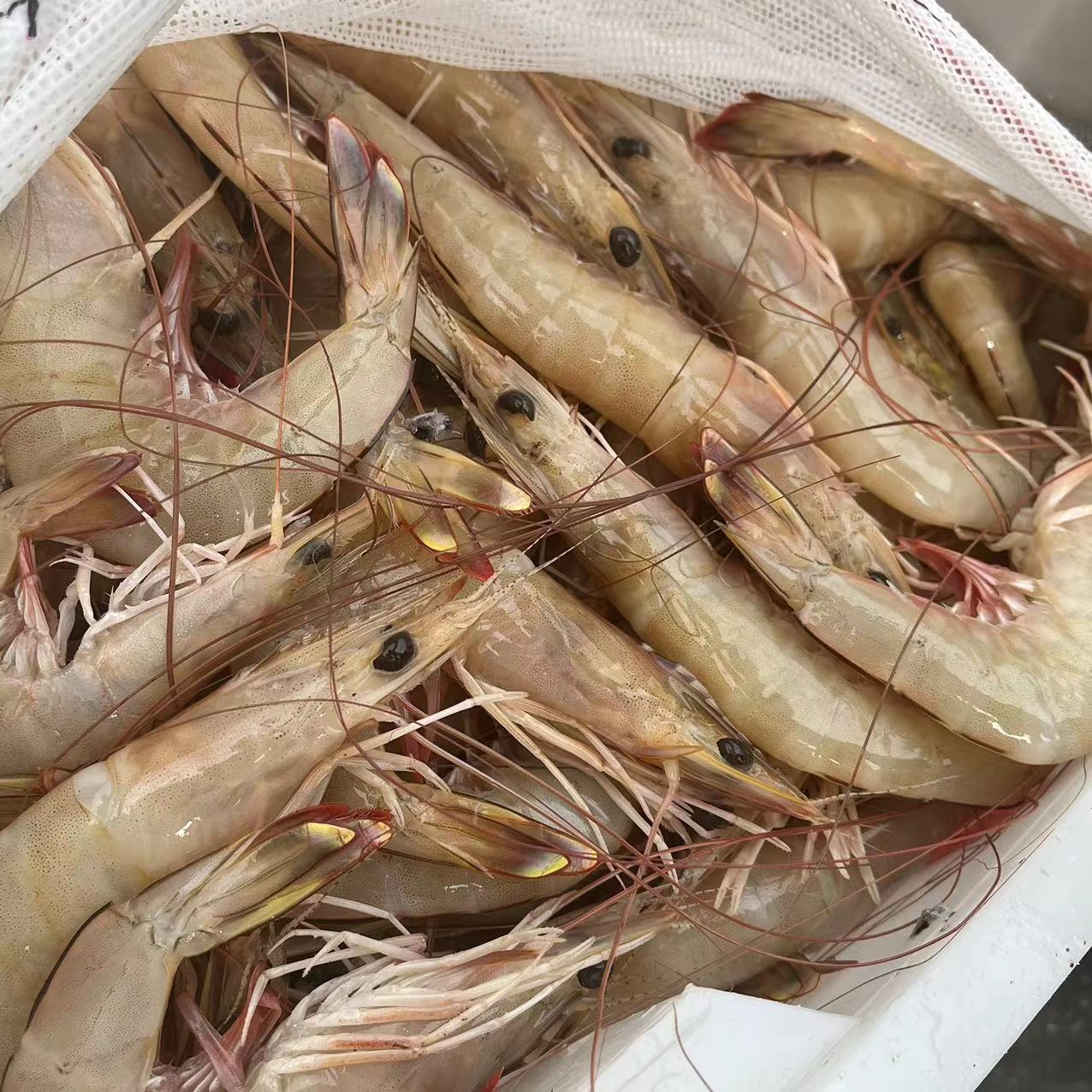 【黄虾】海产品黄虾新鲜海鲜福建省内可拍保鲜不活