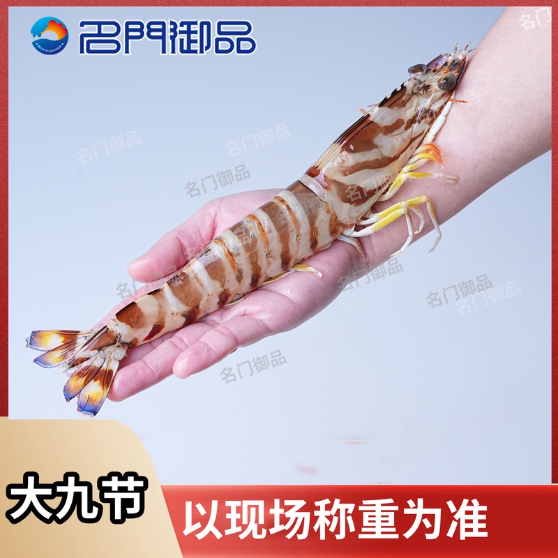 直播现称链接【大九节虾】福建省内可拍保鲜不活