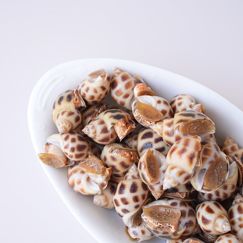 【花螺花螺花螺花螺】【介意小慎拍】大小差异 福建省可拍保鲜不保活 