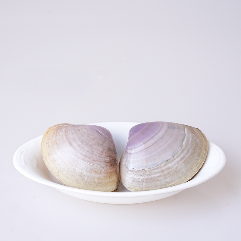 【海蚌】海产品海蚌新鲜海蚌直播称重福建省可拍