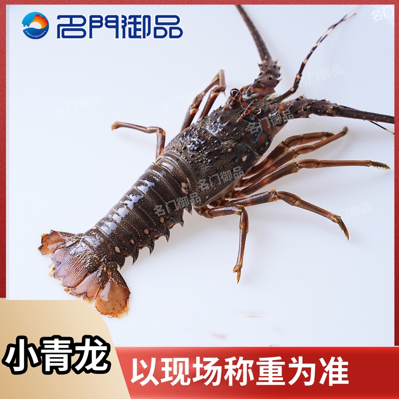 【次缺氧小青龙】福建省内可拍直播现称次缺氧小青龙介意勿拍
