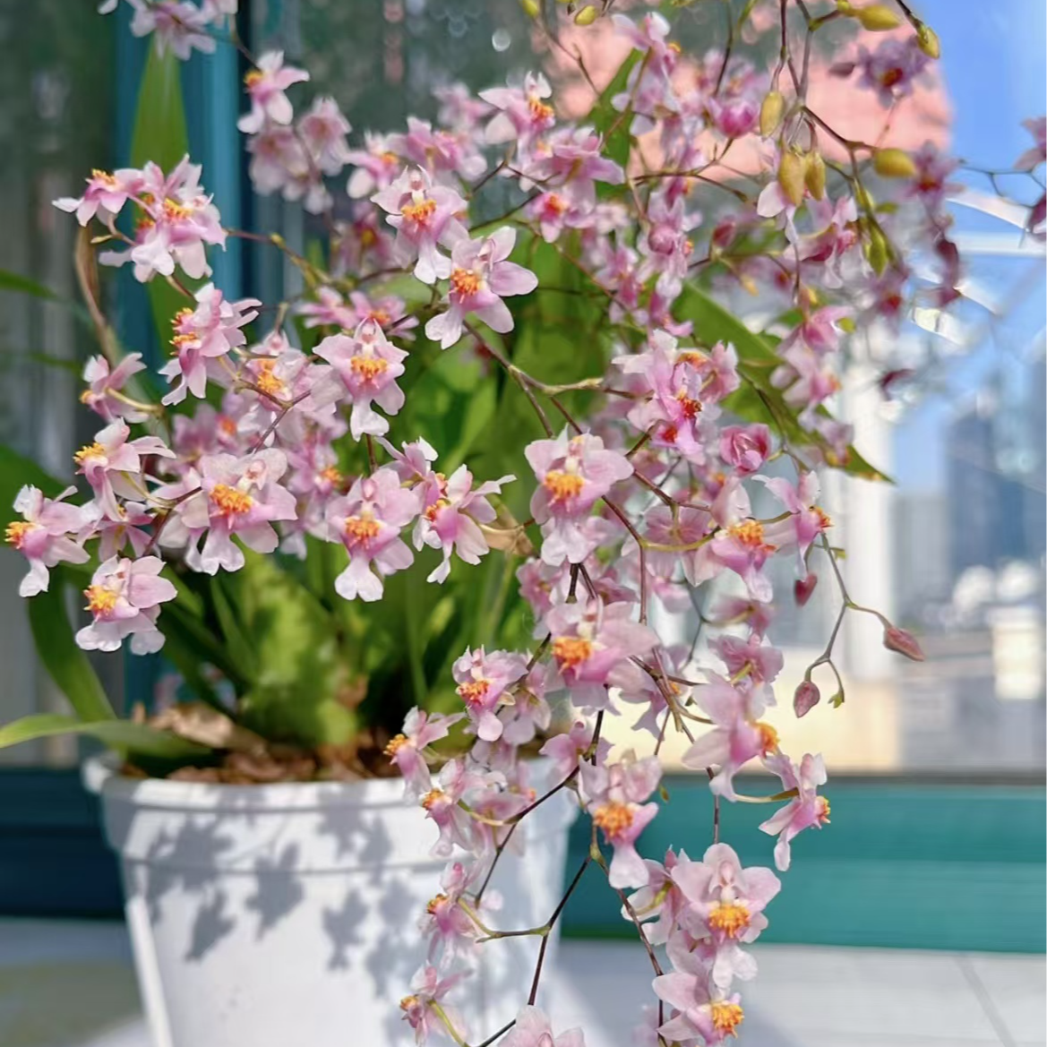 梦香兰盆栽带花苞爆款文心兰网红浓香型兰花客厅室内阳台花卉绿植