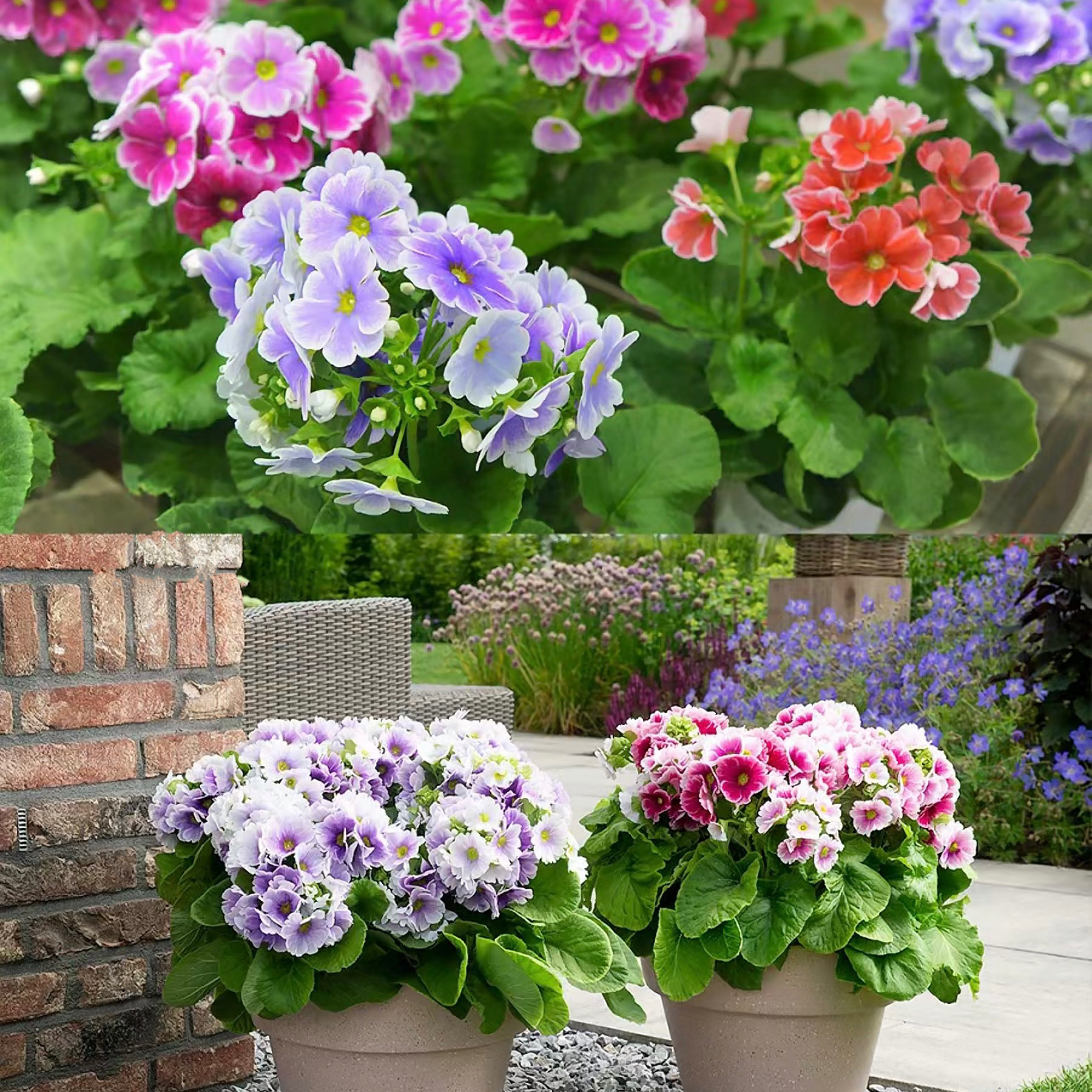 四季樱草盆栽四季樱花耐寒植株阳台庭院易养活四季开花带花苞发货