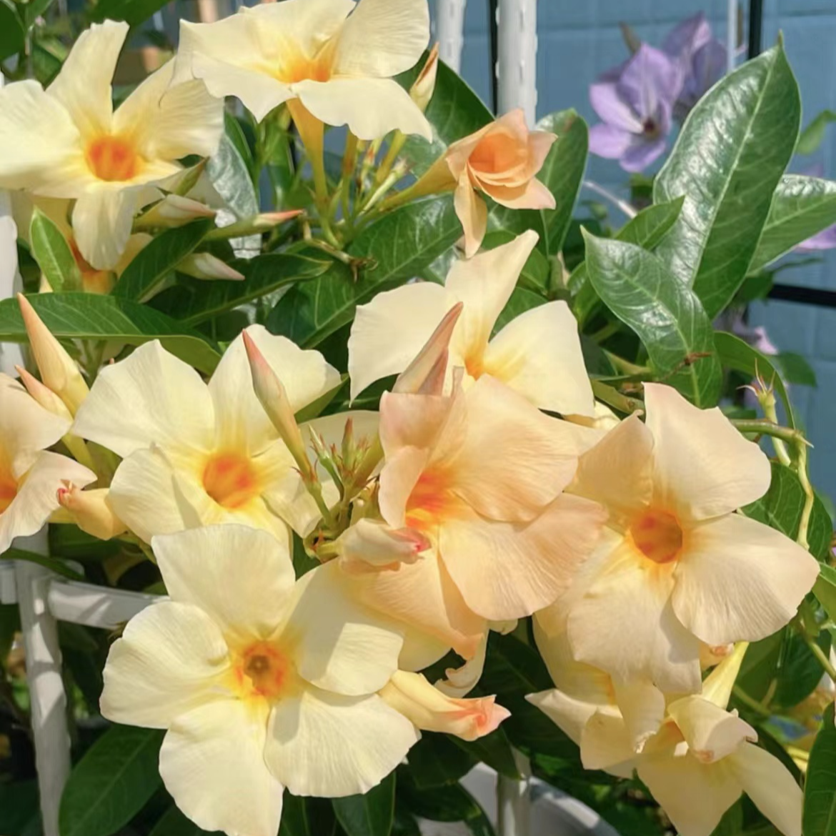 飘香藤盆栽大苗杏飘白飘多年生爬藤植株阳台美观耐热花卉带花发货