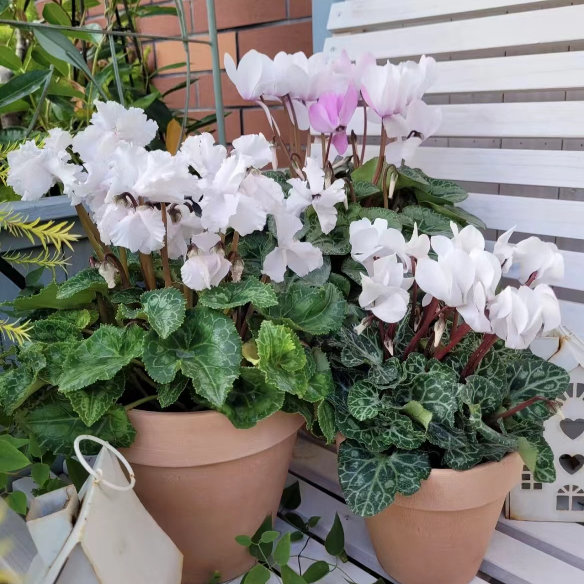 仙客来盆栽进口一代四季开花超稀有植株好养活原土原盆带花苞发货