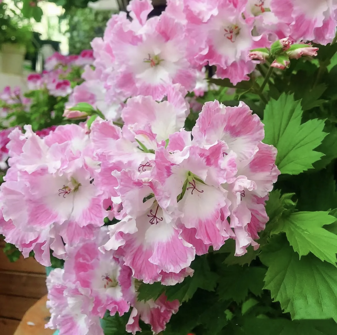 蝴蝶梅穴盘苗稀有色满根系四季开花植株阳台庭院客厅好养易活