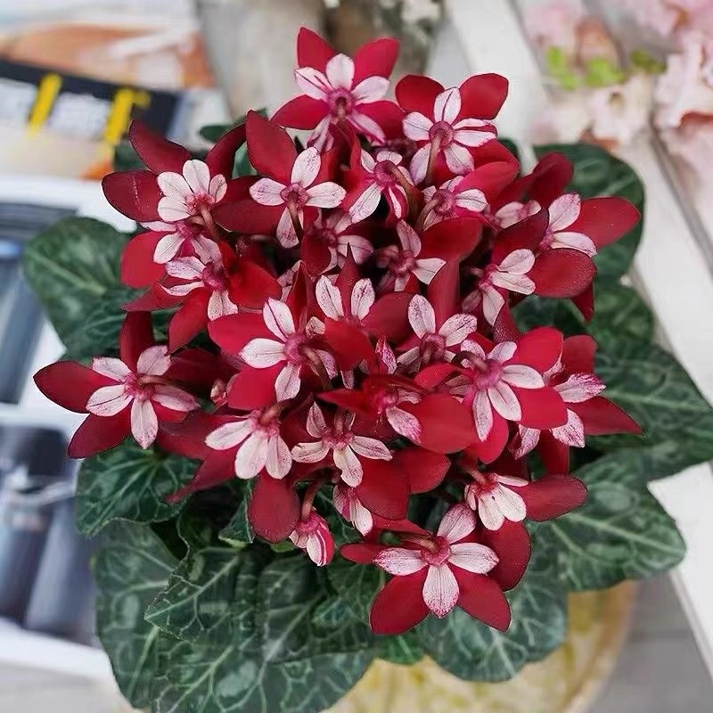 遇见花开直播粉丝专享进口一代仙客来盆栽好养易活带花苞发货