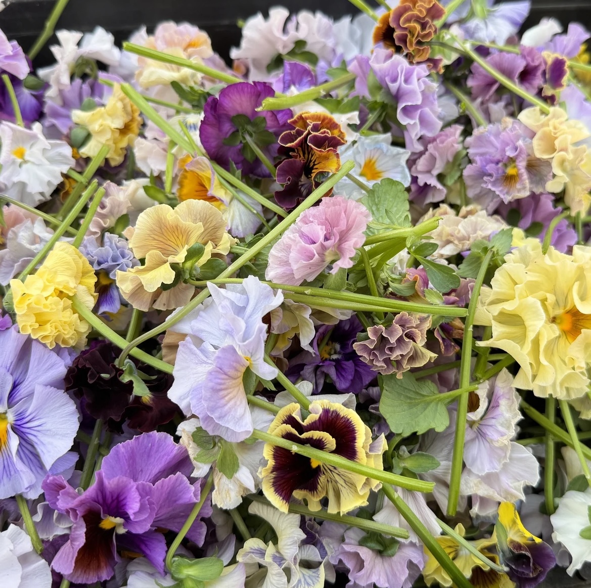 角堇德古拉礼服盆栽带花阳台庭院耐热耐寒好养易活高颜值懒人必备