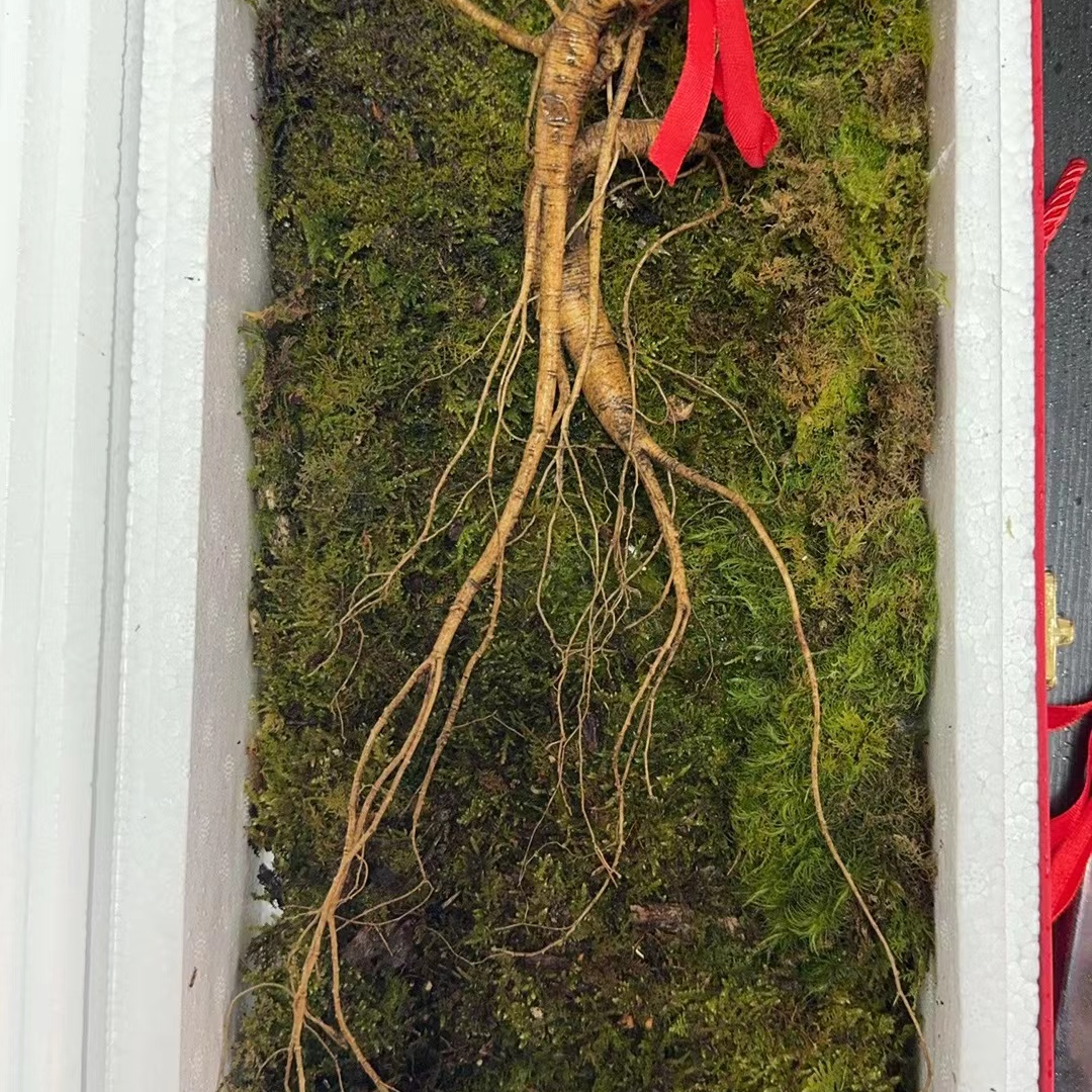 东北野山参人参林下参长白山名都