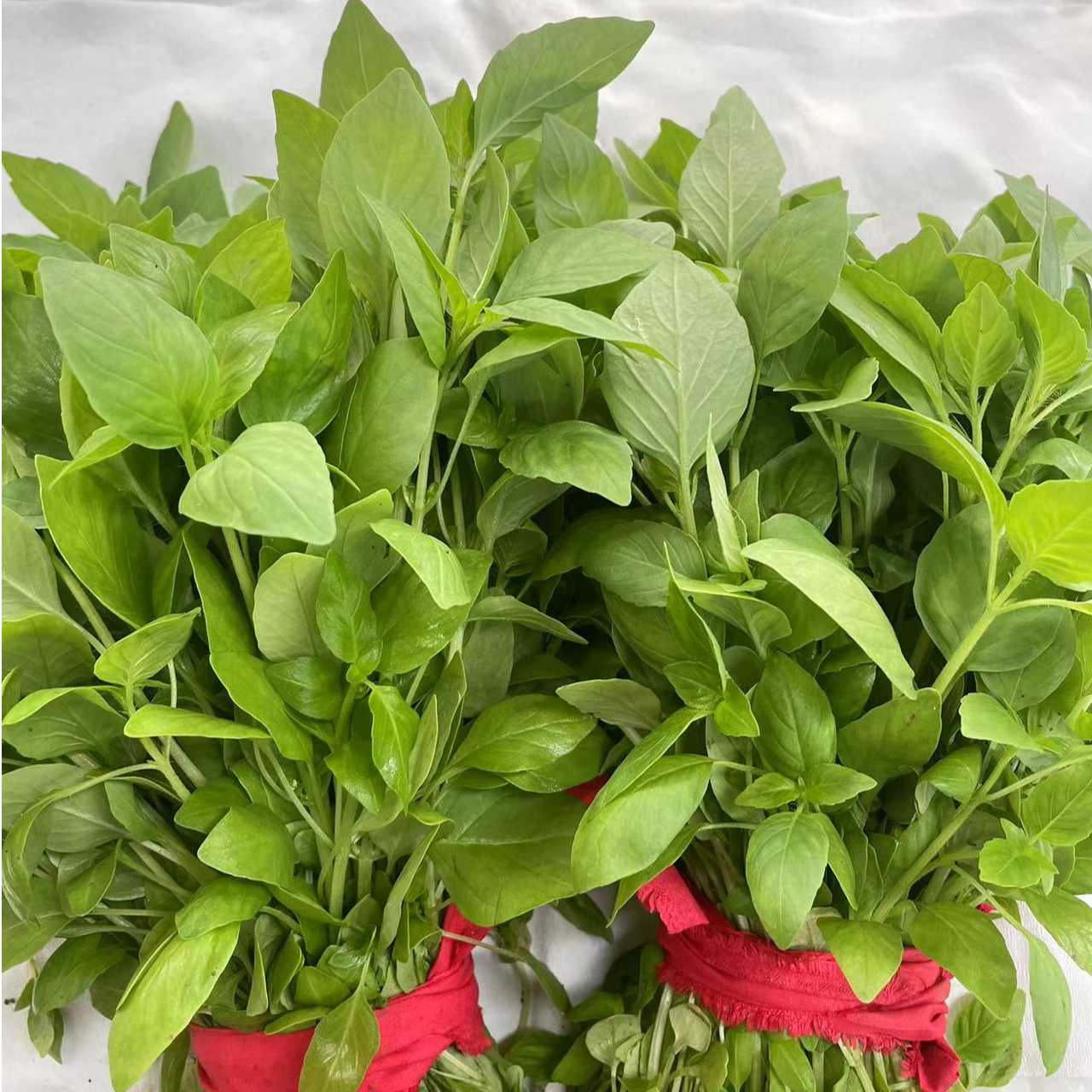 河南新鲜大叶荆芥菜1斤2斤3斤4斤0.5斤装现拔现发蔬菜