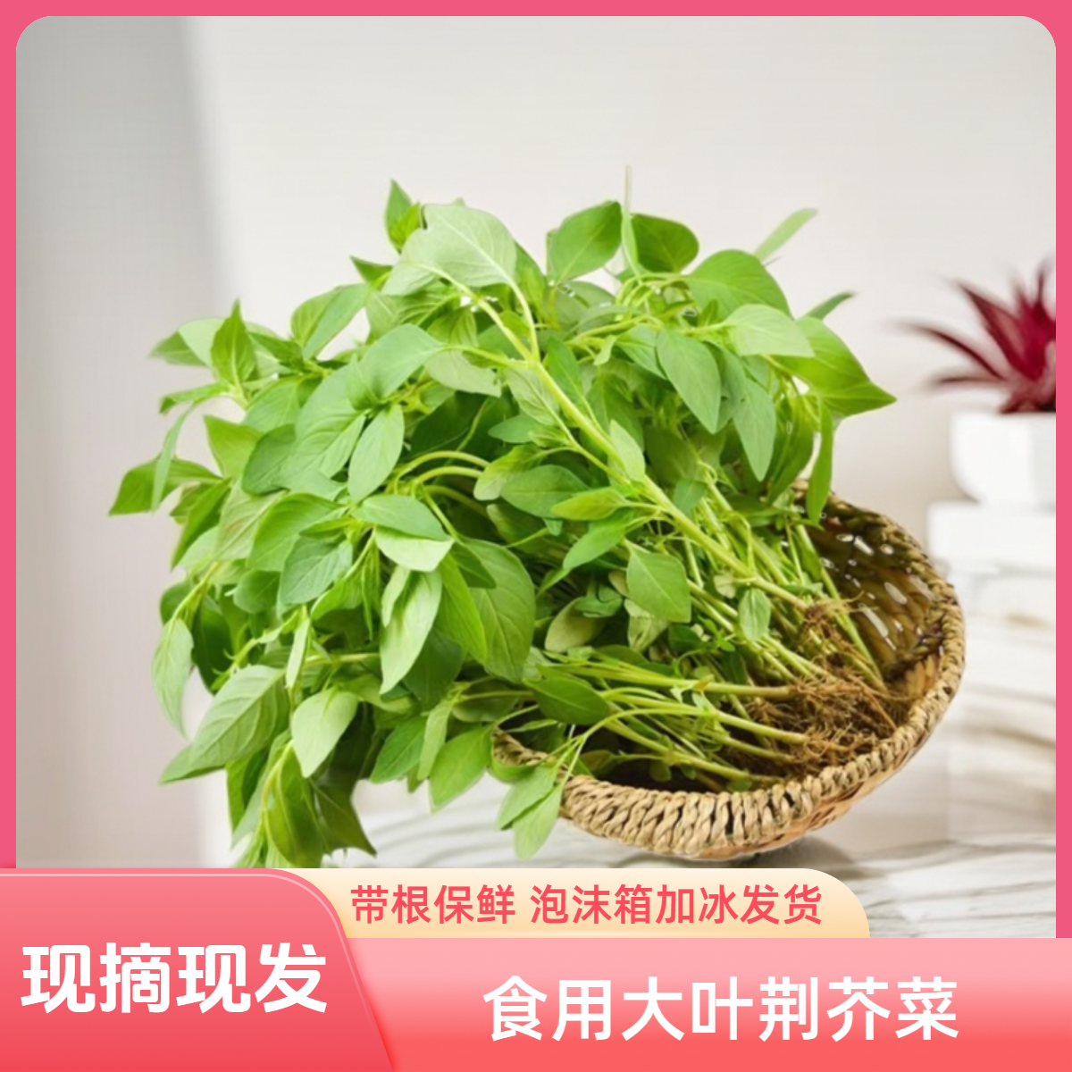 （华纪专属）河南新鲜荆芥菜现摘现发带根1斤到4斤装食用清香大叶