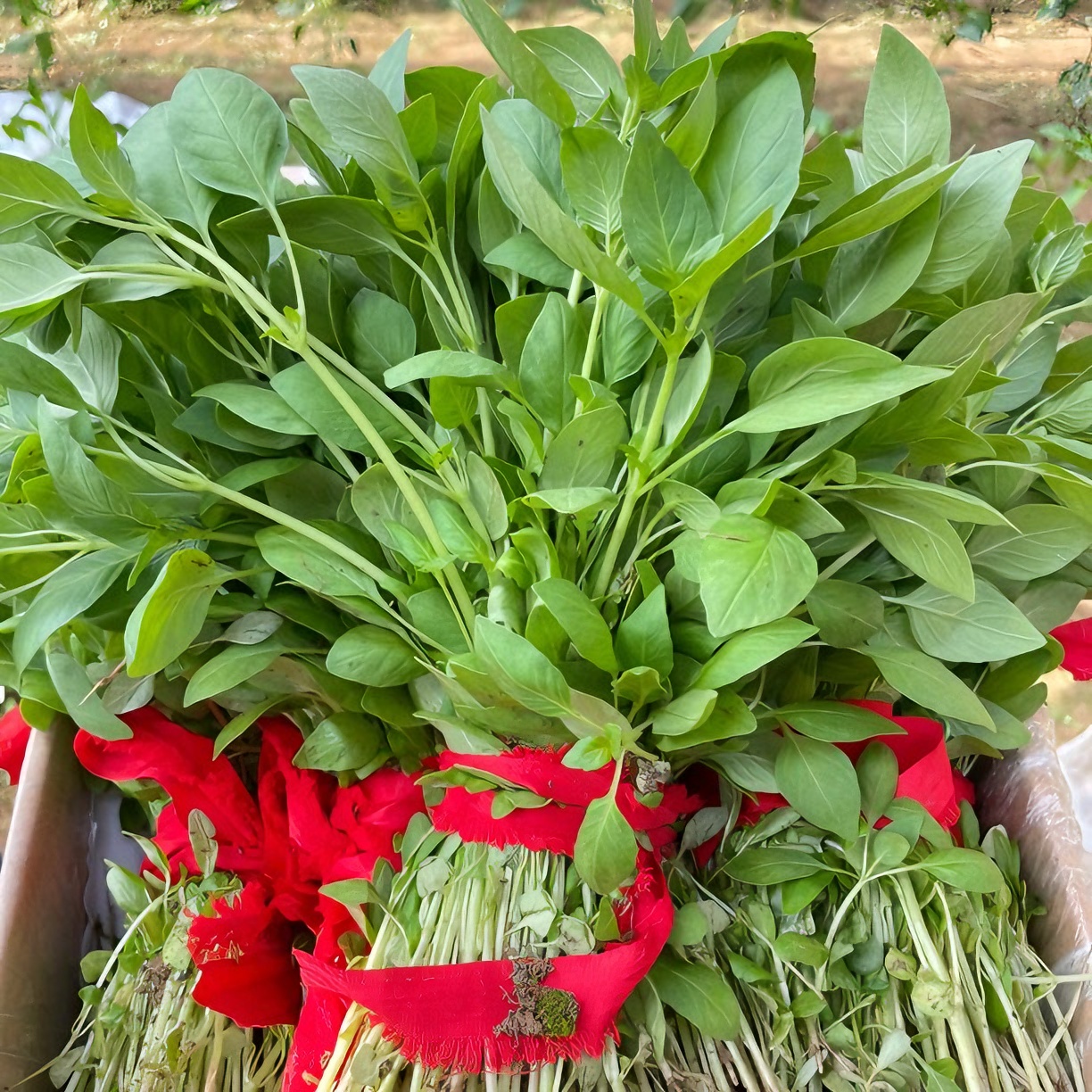 河南荆芥菜现摘现发带根1斤2斤装装包邮食用清香蔬菜