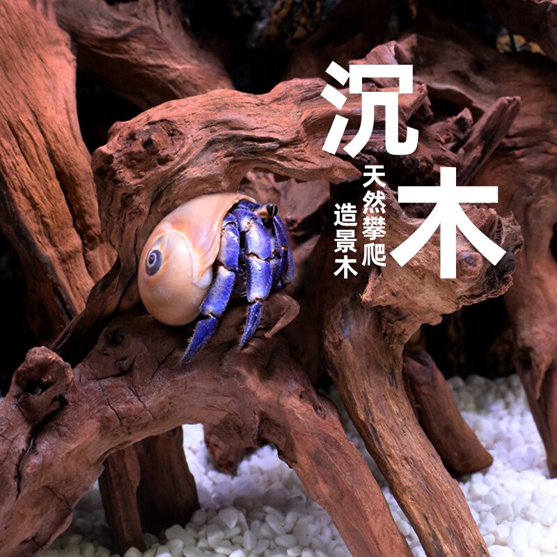 寄居蟹沉木攀爬～杜鹃根过江龙造景躲避虾木装饰摆件爬宠大号小号
