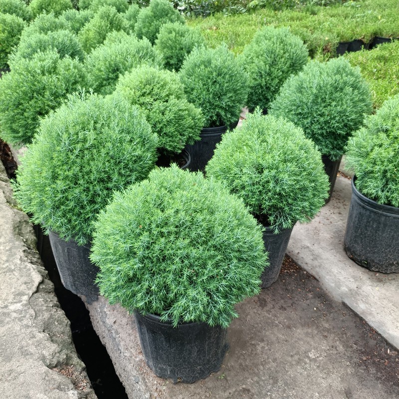 皮球松盆栽皮球柏室外花园花镜庭院植物耐寒耐晒四季常绿好养易活