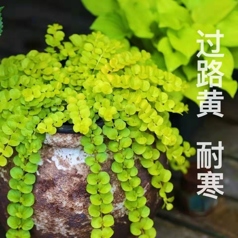 垂吊黄金串盆栽金叶过路黄匍匐常绿地被观叶垂吊植物耐寒耐热好养