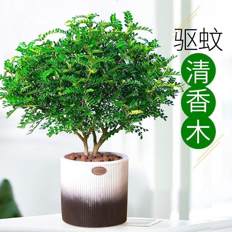 不需要阳光的植物喜阴花卉新房子除甲醛去异味驱蚊虫室内易养活