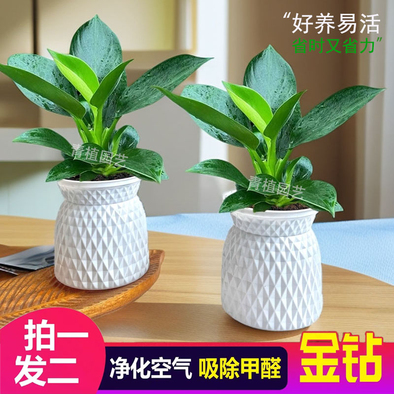 【买一送一】金钻九里香客厅植物美观室内绿植盆栽四季常青