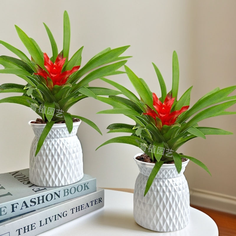 【 买一送一】鸿运当头绿植盆栽小红星室内客厅装饰摆件懒人好养护
