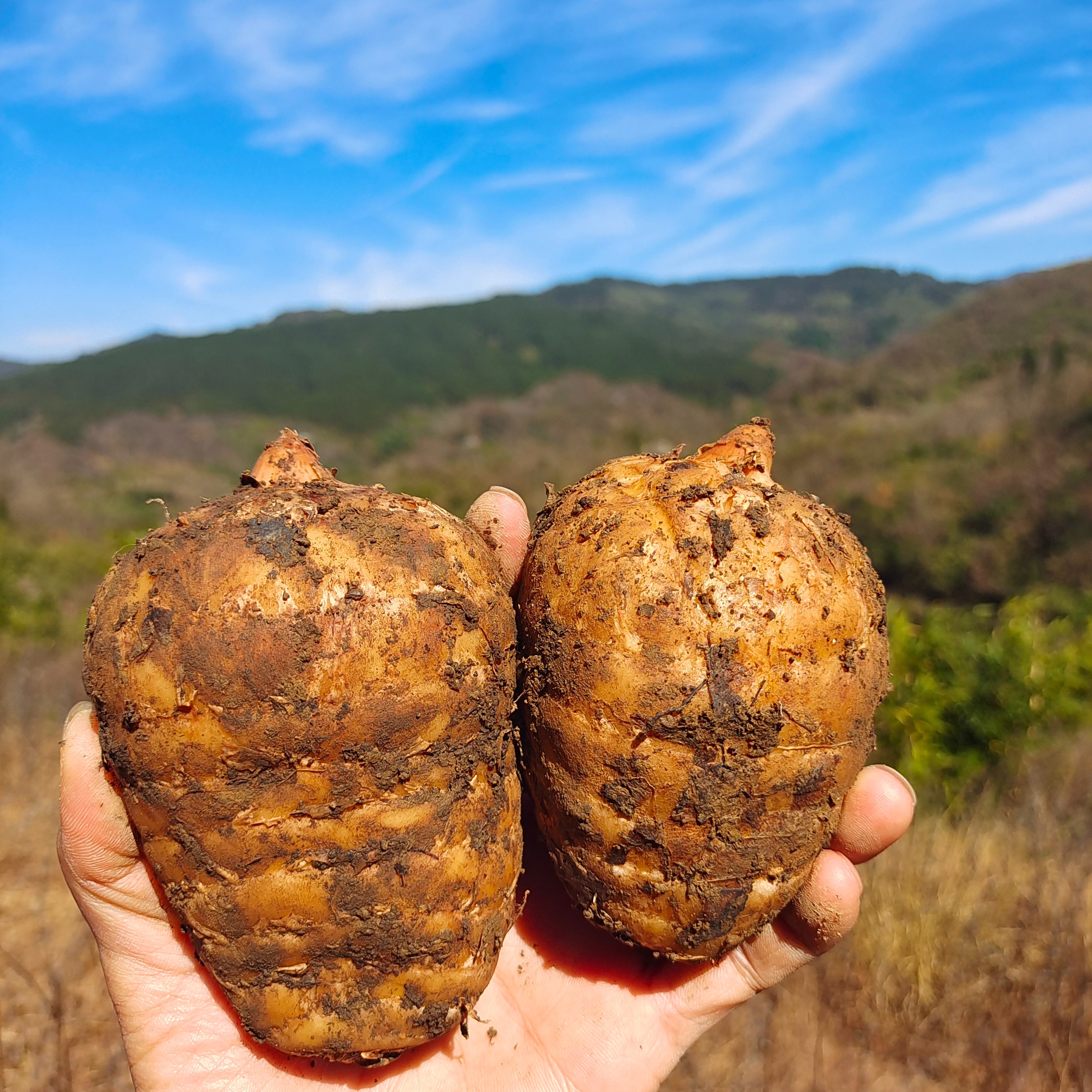 云南新鲜天麻昭通小草坝天麻产地发货高山林下三年仿野生乌天麻商品图