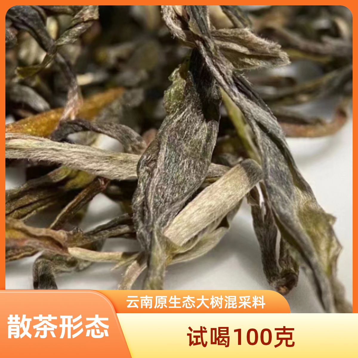 云南大树普洱茶绿水塘试喝100克原生态古树混采料2024方便冲泡