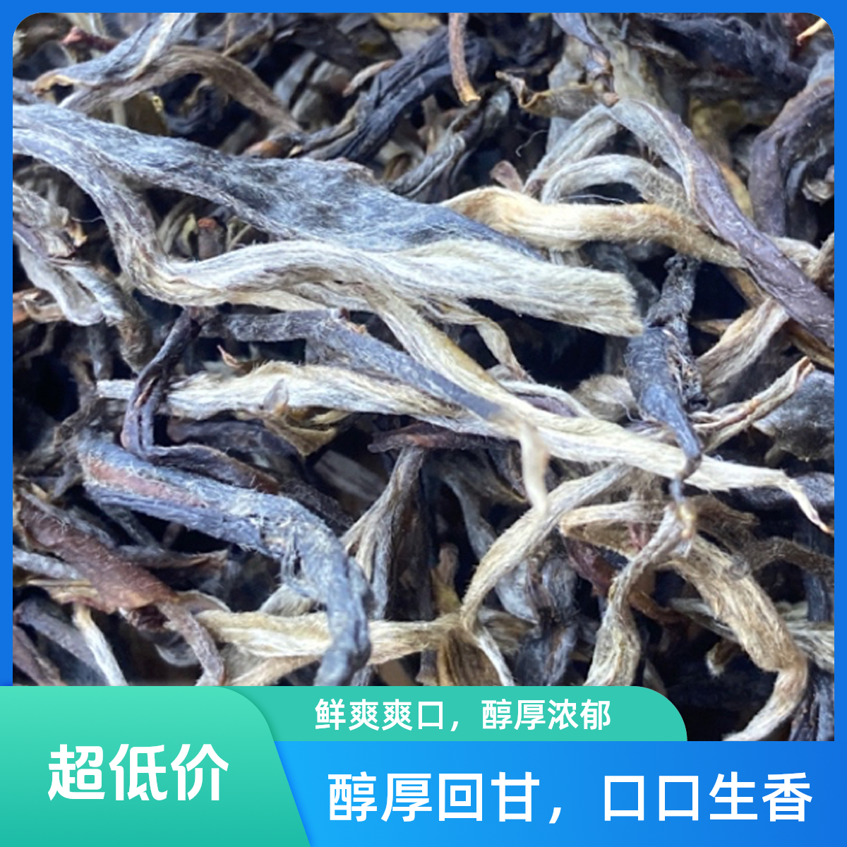 云南古树懂过普洱茶，生茶春茶混采500克包邮严选品质手工炒制