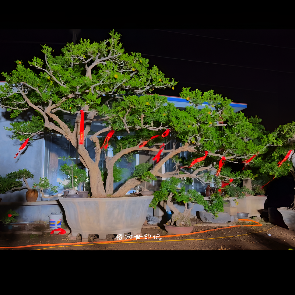 绿植园艺庭院花园植物（下单请咨询客服）