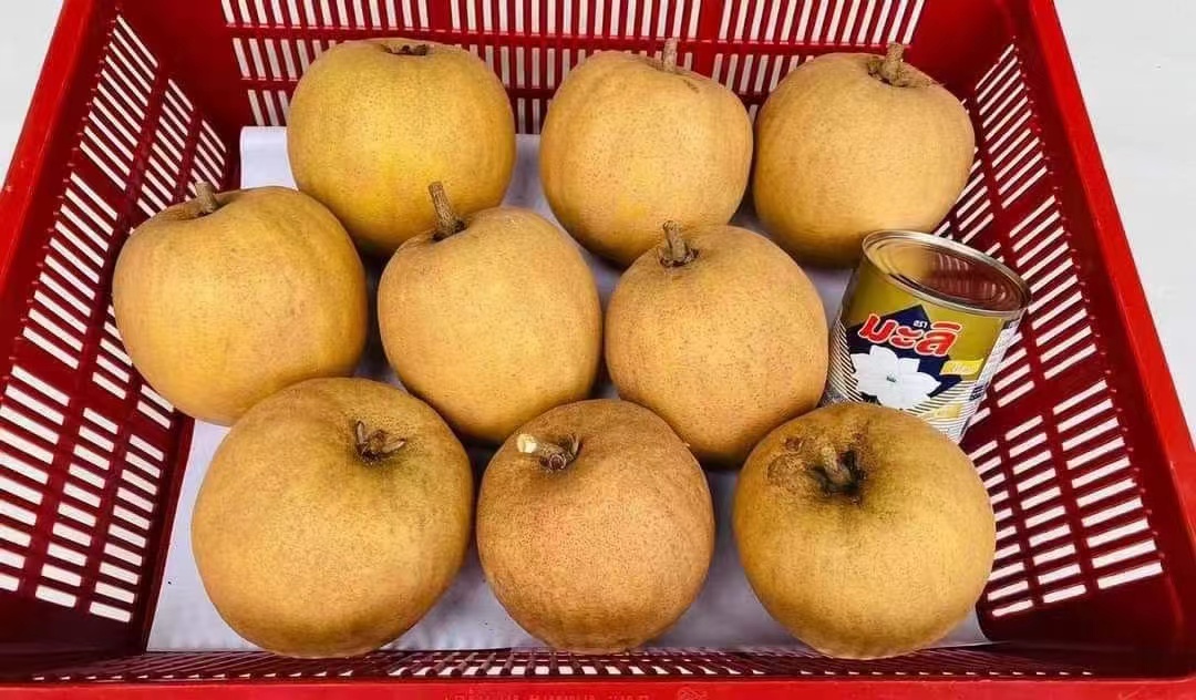 冰淇淋果 牛奶果 妈咪果 