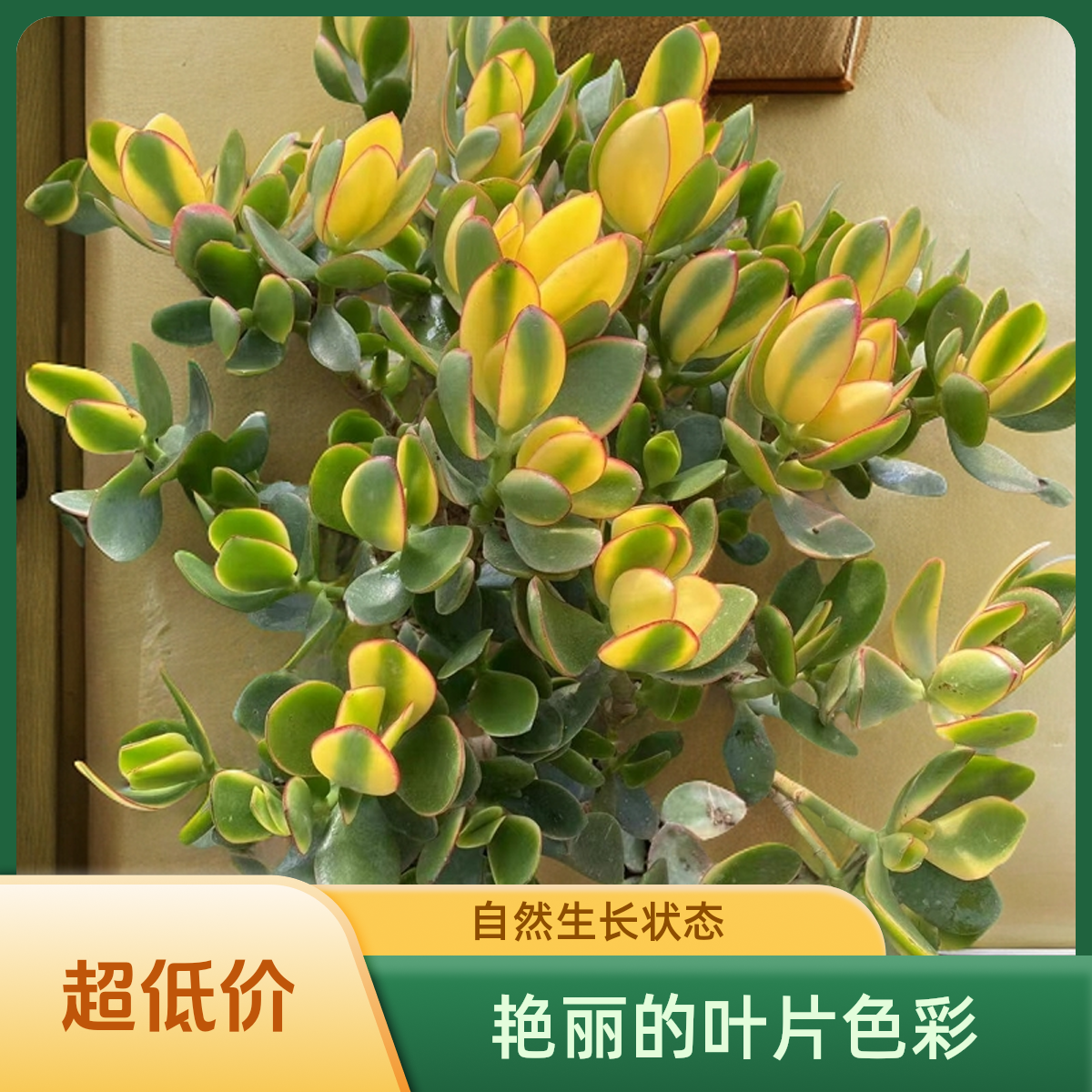 6年老桩新花月锦 室内室外好种好养大型盆景景观树南北方都能种