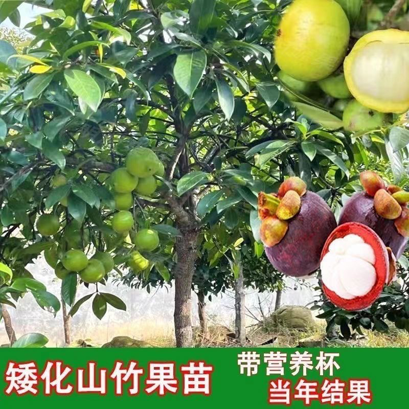 正宗黄金适合岭南山竹大果山竹树苗矮化南北方盆地栽阳台四季结果