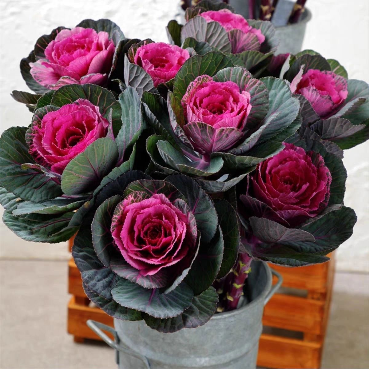 羽衣甘蓝多头新手推荐阳台庭院园林观赏植物耐寒盆栽可使用抗寒